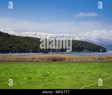 Photograph taken in Big Prespa lake in Northern Greece. The lake is part of Greece's, Albania's as well as FYROM's territory. Stock Photo