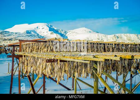 Lofoten, Norway - April, 09, 2018: Outdoor view traditional way of drying cod stock fish in Lofoten Islands Stock Photo