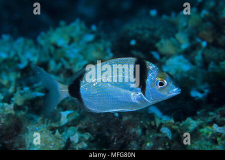 two-banded bream, Diplodus vulgaris, Ist Island, Croatia, Adriatic Sea, Mediterranean  Date: 22.07.08  Ref: ZB777 117110 0014  COMPULSORY CREDIT: Ocea Stock Photo