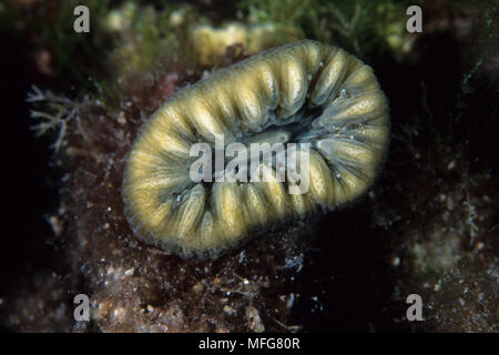 Devonshire cup coral, Caryophyllia smithii, Ist Island, Croatia, Adriatic Sea, Mediterranean  Date: 22.07.08  Ref: ZB777 117110 0016  COMPULSORY CREDI Stock Photo