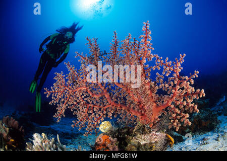 Scuba diver with soft coral, Siphonogorgia godeffroyi, Komodo archipelago islands, Komodo National Park, Indonesia, Pacific Ocean  Date: 23.07.08  Ref Stock Photo