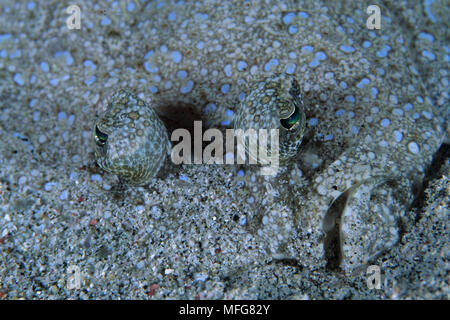 Peacock flounder, Bothus mancus, Komodo archipelago islands, Komodo National Park, Indonesia, Pacific Ocean  Date: 23.07.08  Ref: ZB777 117122 0038  C Stock Photo