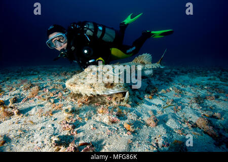 Scuba diver and long-spined anglerfish, Lophius piscatorius, Marettimo Island, small mountainous island of Egadi group, on the north western coast of Stock Photo