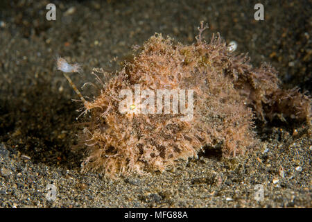 Striated frogfish, Antennarius striatus, Lembeh Strait, North Sulawesi, Indonesia, Pacific Ocean  Date: 23.07.08  Ref: ZB777 117149 0031  COMPULSORY C Stock Photo