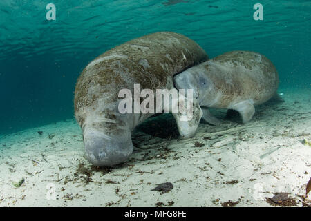 Calf Manatee sucking milk from mother,  Florida manatee, Trichechus manatus latirostris, a subspecies of the West Indian manatee, Vulnerable (IUCN), C Stock Photo