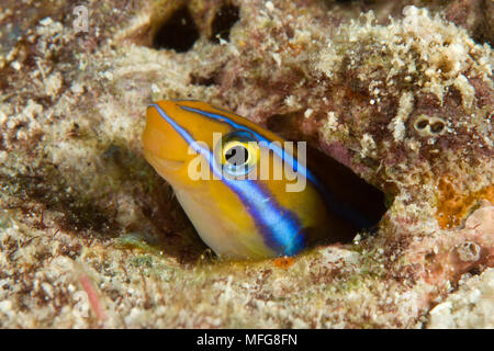 Tube-worm blenny, Plagiotremus rhinorhynchos, Maldives, Indian Ocean Stock Photo