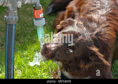 Dog drinking best sale water funny