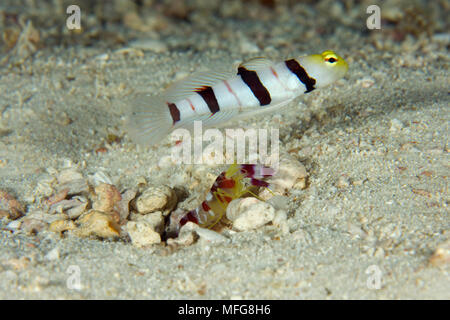 Yellownose shrimpgoby, Stonogobiops xanthorhinica, with alpheid shrimp, Alpheus randalli, Maldives, Indian Ocean Stock Photo