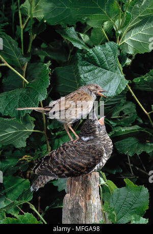 CUCKOO young perched on post Cuculus canorus being fed by Dunnock or Hedge Sparrow Prunella modularis foster parent