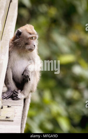 Macaca fascicularis (common name: crab-eating macaque) at MacRitchie Reservoir Treetop Walk in Singapore with copy space. Stock Photo
