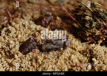 BLOW-FLY   Fam. Calliphoridae  newly emerged from pupa Stock Photo