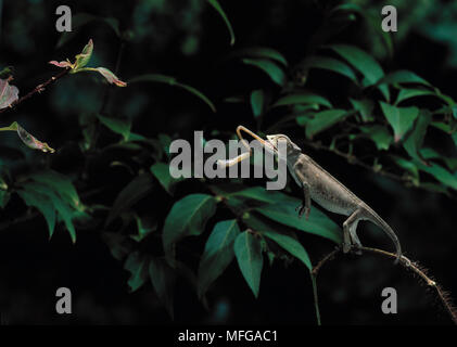 MEDITERRANEAN CHAMELEON  Chamaeleo chamaeleon catching insect with tongue Stock Photo