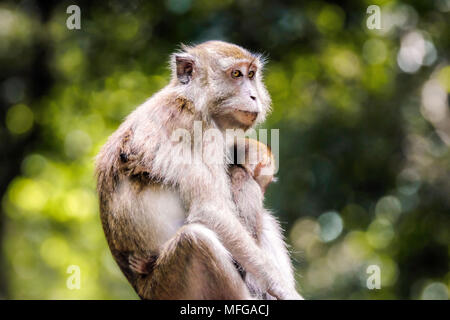 Mother and juvenile macaca fascicularis (common name: crab-eating macaque) at Pulau Ubin in Singapore with copy space. Stock Photo