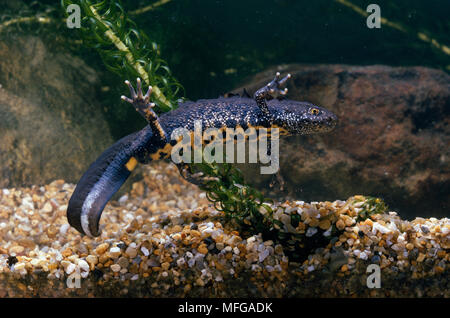 GREAT CRESTED or WARTY NEWT  Triturus cristatus Stock Photo