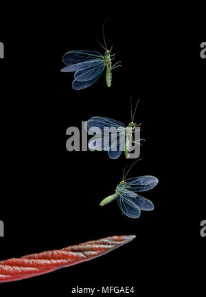 GREEN LACEWING  Chrysopa sp. in flight  (Multiflash image) Stock Photo