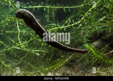 MEDICINAL LEECH  Hirudo medicinalis Stock Photo