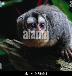 OWL MONKEY  Aotus trivirgatus Stock Photo