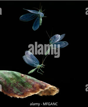 GREEN LACEWING in flight (multiflash)  Chrysopa sp. Stock Photo