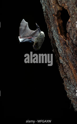 PIPISTRELLE BAT Pipistrellus pipistrellus flying from hollow tree Stock Photo