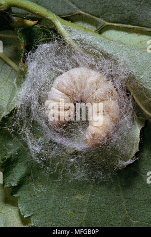 Silkworm. Silkworm Bombyx mori spinning a cocoon between twigs