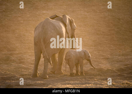 Mother and calf elephant walking off into the setting sun Stock Photo