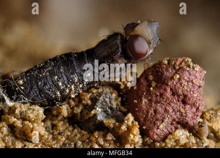 BLOW-FLY  adult emerging from pupa  Fam. Calliphoridae Stock Photo