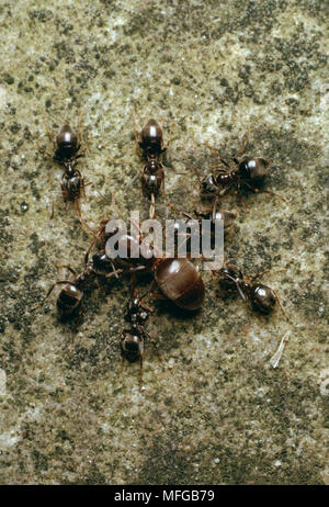 BLACK GARDEN ANT Lasius niger workers round queen Stock Photo