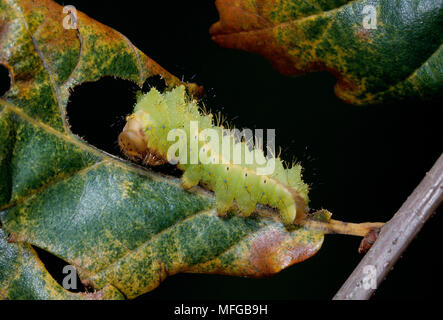 ASSAM MOTH Antheraea pernyi larva spinning cocoon Stock Photo - Alamy