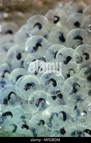 COMMON FROG  spawn  Rana temporaria with developing embryos Stock Photo