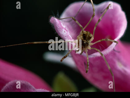 Harvestman, Order Opiliones Stock Photo - Alamy