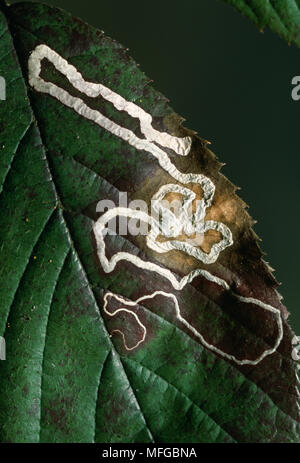 LEAF MINER MOTH   larval trails in bramble leaf caused by burrowing within leaf Stock Photo