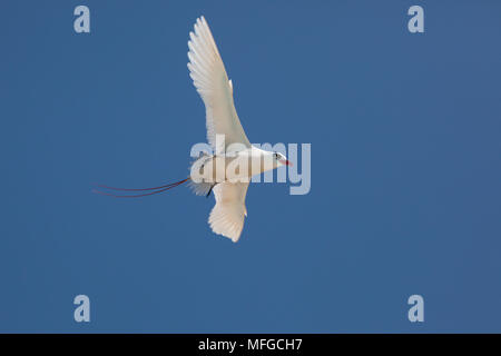 red-tailed tropicbird, or red tailed tropic bird, Phaethon rubricauda rothschildi, courtship flight, Sand Island, Midway, Atoll, Midway Atoll National Stock Photo