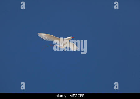 red-tailed tropicbird, or red tailed tropic bird, Phaethon rubricauda rothschildi, courtship flight, dance, or display, Sand Island, Midway, Atoll, Mi Stock Photo