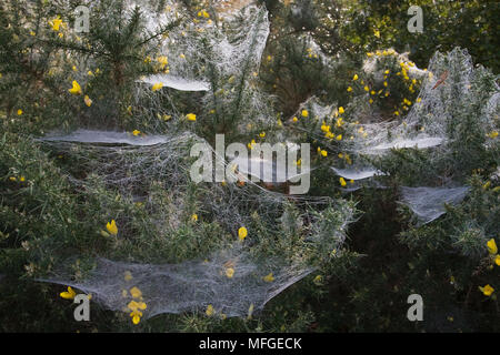 AUTUMN WEBS in GORSE (mostly Linyphiid spiders) Stock Photo