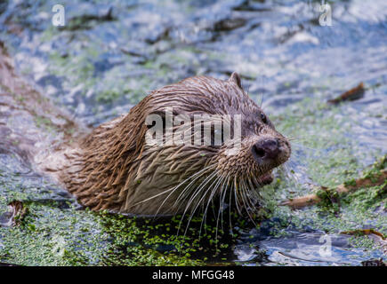 Otter as it just emerged from the wetar Stock Photo