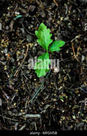 An oak sapling seen from above, the soil is blurry in the background. Stock Photo