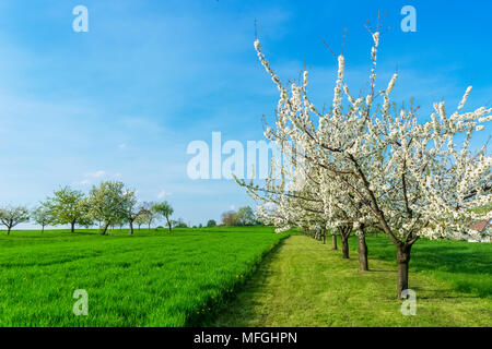 Flowering cherry trees, prunus avium, in line in the countryside on a beautiful and sunny day of early spring, copy space, Alsace, France. Stock Photo