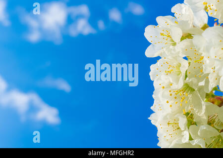 Beautiful closeup on white cherry blossoms flowering on a cherry tree, prunus avium, in spring on a sunny day with solid blue sky. Stock Photo