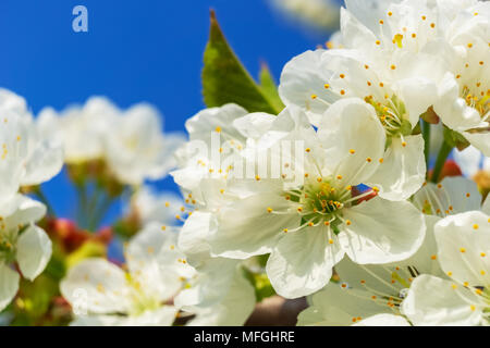 Beautiful closeup on white cherry blossoms flowering on a cherry tree, prunus avium, in spring on a sunny day with solid blue sky. Stock Photo