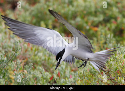 Bridled Tern (Sterna anaethetus), Fam. Laridae, Adult in flight over colony, Western Australia, Australia Stock Photo