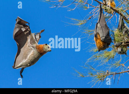 Grey-headed Flying Fox (Pteropus poliocephalus), Fam. Pteropodidae, Chiroptera, Tamworth, New South Wales, Australia Stock Photo