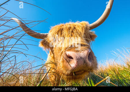 Highland cow / cattle grazing on moorland Stock Photo
