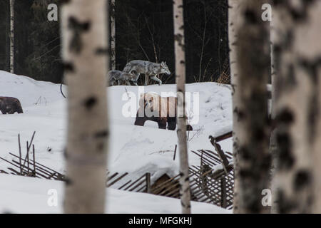 Wolf, wolf cub and bear in the winter forest Stock Photo