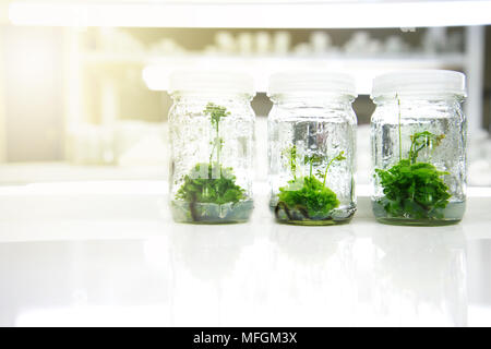 three green plant cell tissue culture in grass bottle of science laboratory background Stock Photo