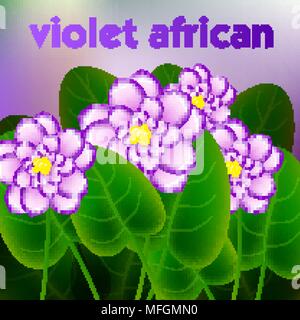Spring background with blossom brunch of african violets flowers. Vector illustration Stock Vector