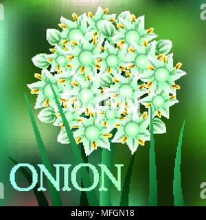 Beautiful spring flowers Onion. Cards or your design with space for text. Vector illustration Stock Vector