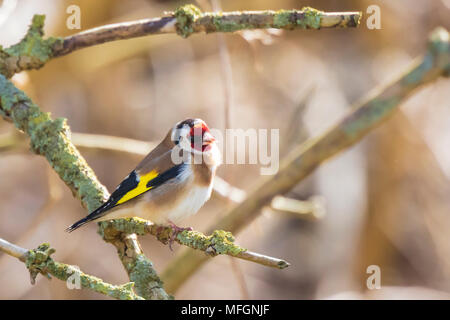 Closeup of a European goldfinch bird, (Carduelis carduelis), perched on a branch of a tree in a forest. Stock Photo