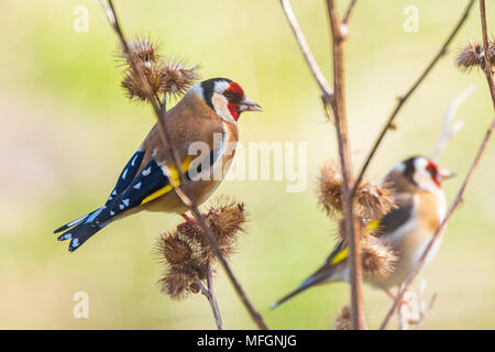European goldfinch bird, (Carduelis carduelis), perched, eating and feeding seeds during Springtime season Stock Photo