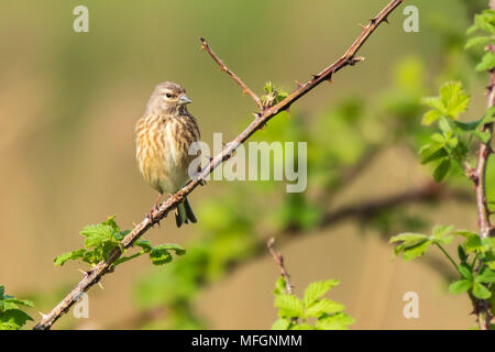 Closeup portrait of a female Linnet bird, Carduelis cannabina, display and searching for a mate during Spring season. Singing in the early morning sun Stock Photo
