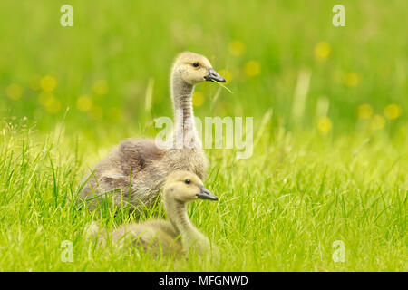 Close-up of Canada goose (Branta canadensis) newborn chicks and goose family grazing in a meadow Stock Photo